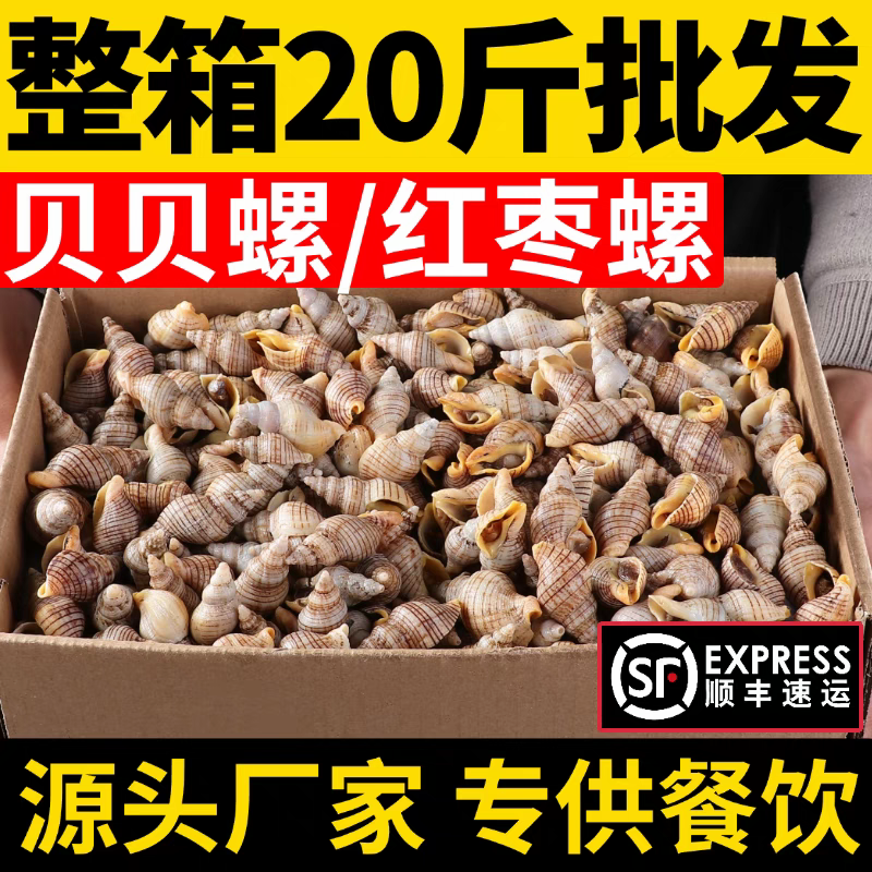 贝贝螺红枣螺鲜活冷冻花螺香螺小海螺酒店商用批发贝类海鲜水