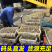 贝贝螺红枣螺鲜活冷冻花螺香螺小海螺酒店商用批发贝类海鲜水