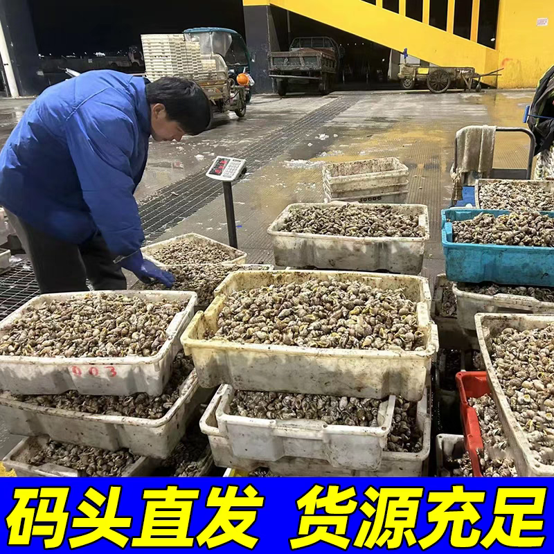 贝贝螺红枣螺鲜活冷冻花螺香螺小海螺酒店商用批发贝类海鲜水