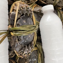 精品大闸蟹2.5母规格齐全量大从优质量保证诚信经营
