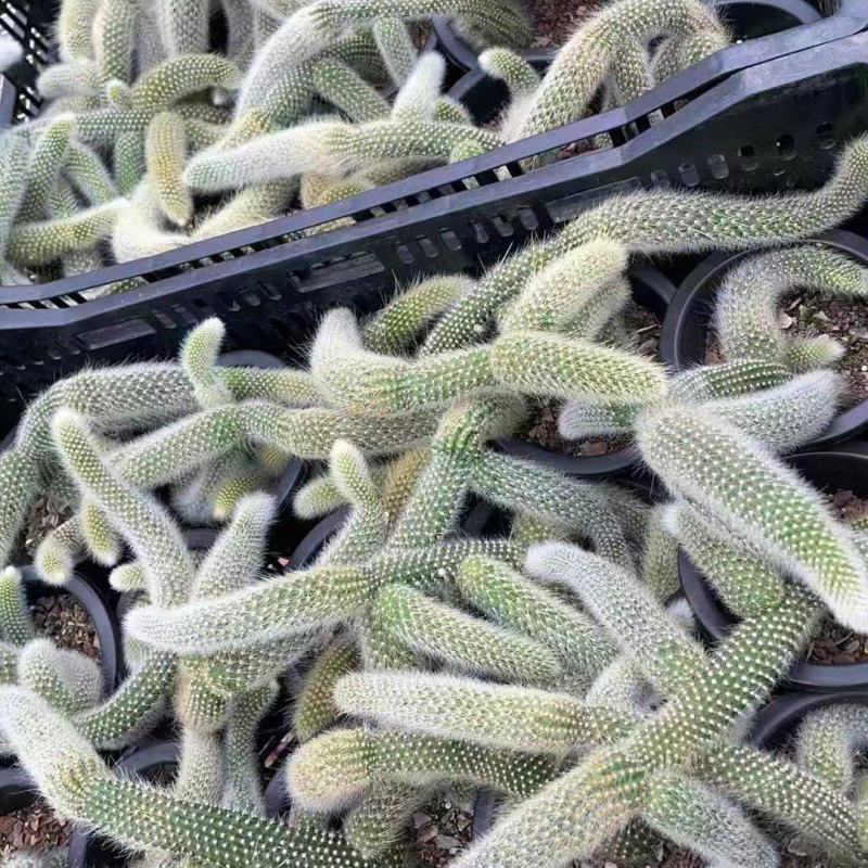 九尾狐多肉开花垂钓室内阳台绿植盆栽稀有植物