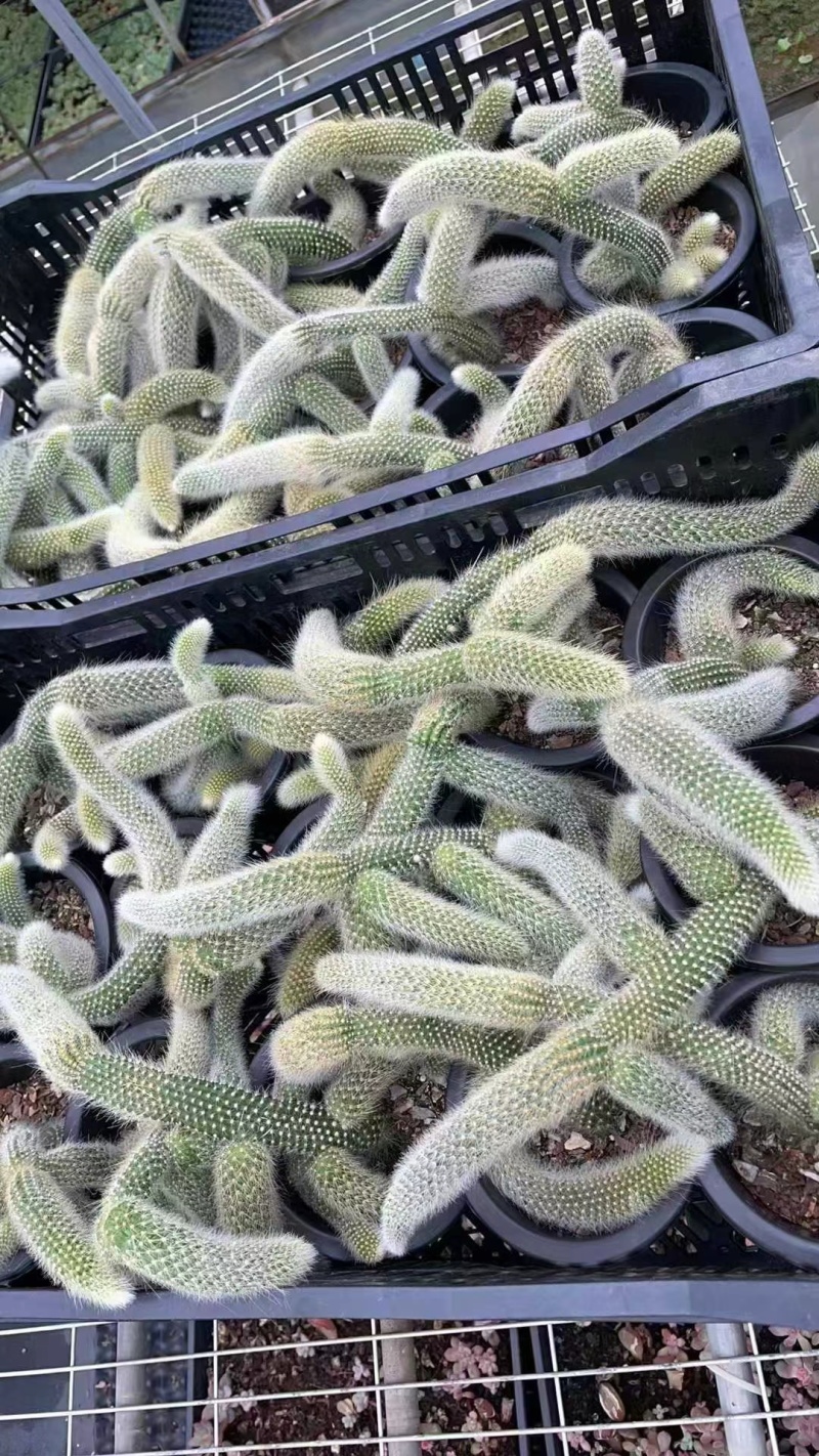 九尾狐多肉开花垂钓室内阳台绿植盆栽稀有植物