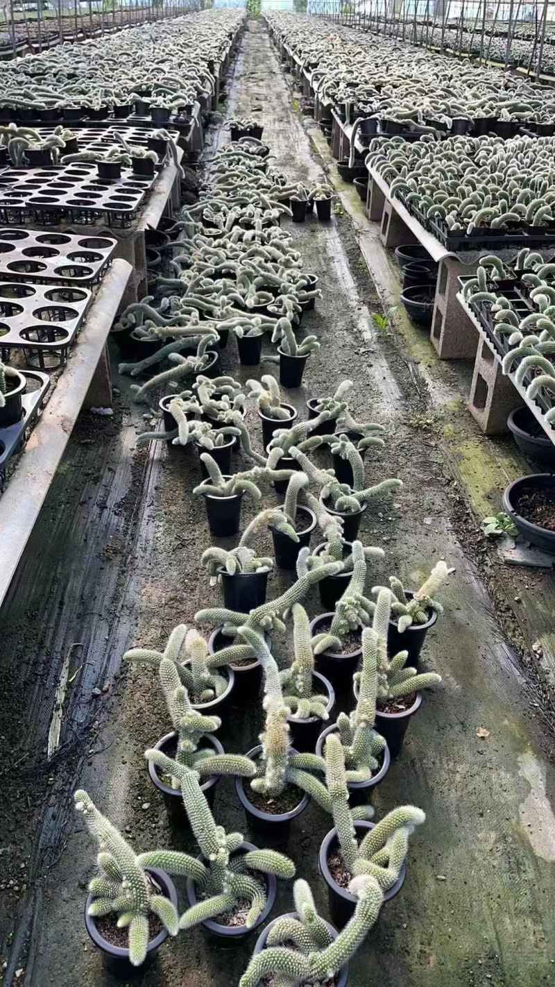 九尾狐多肉开花垂钓室内阳台绿植盆栽稀有植物
