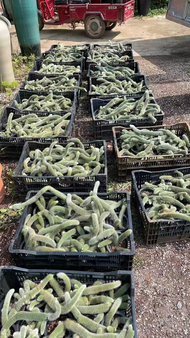 九尾狐多肉开花垂钓室内阳台绿植盆栽稀有植物