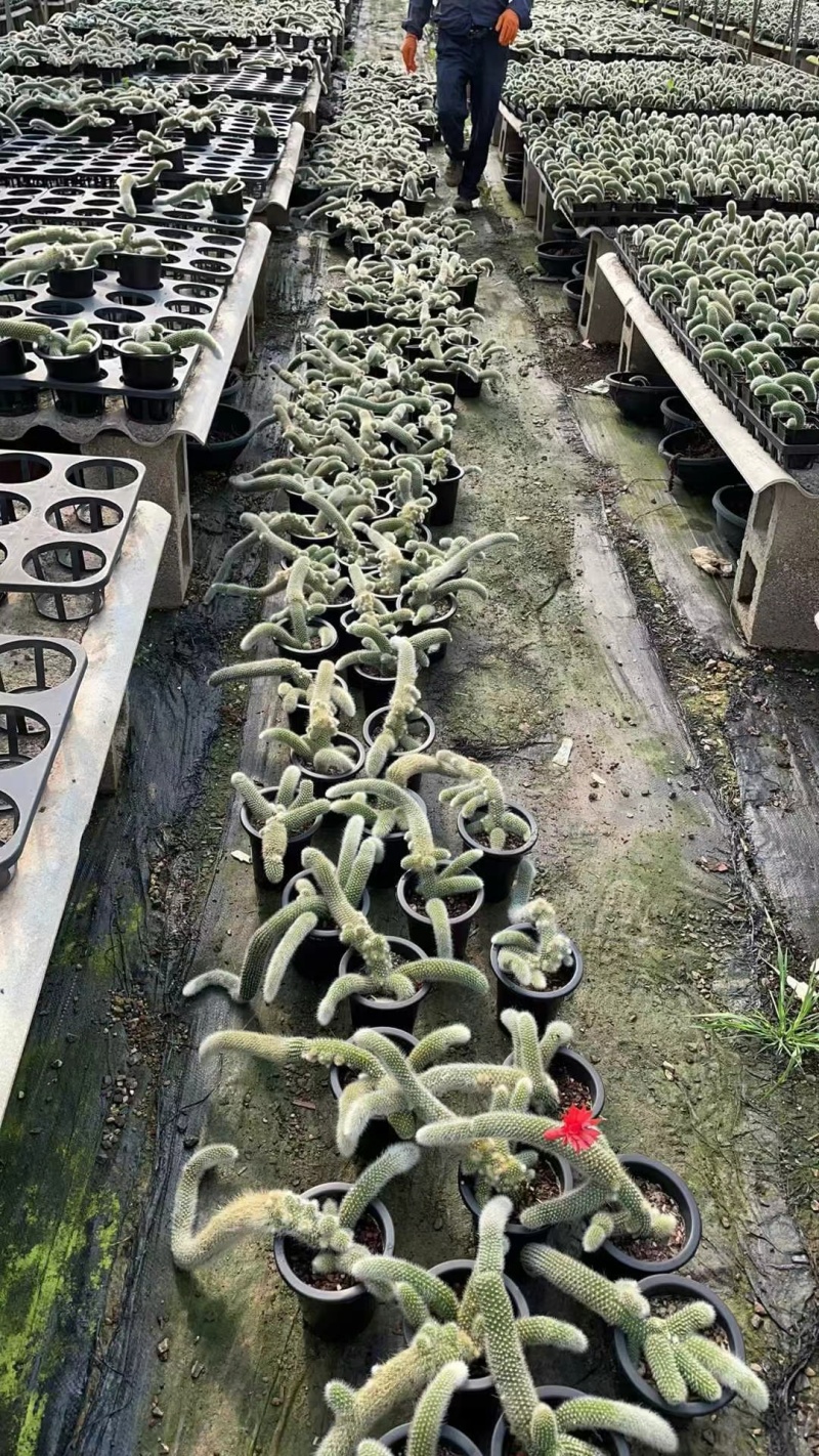 九尾狐多肉开花垂钓室内阳台绿植盆栽稀有植物