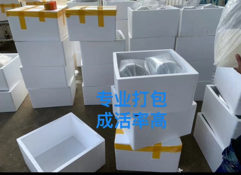 蛙苗蝌蚪苗水花苗0.7厘米左右牛蛙苗欢迎来电咨询