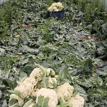 精品有机花菜大量上市价格不贵日出10万斤不用超市是电商批