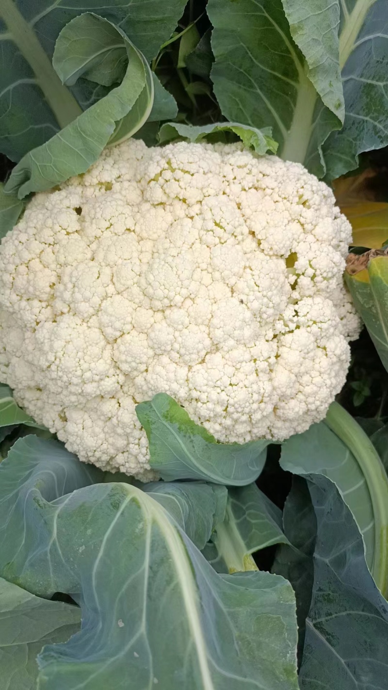 精品有机花菜大量上市价格不贵日出10万斤不用超市是电商批