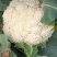 精品有机花菜大量上市价格不贵日出10万斤不用超市是电商批