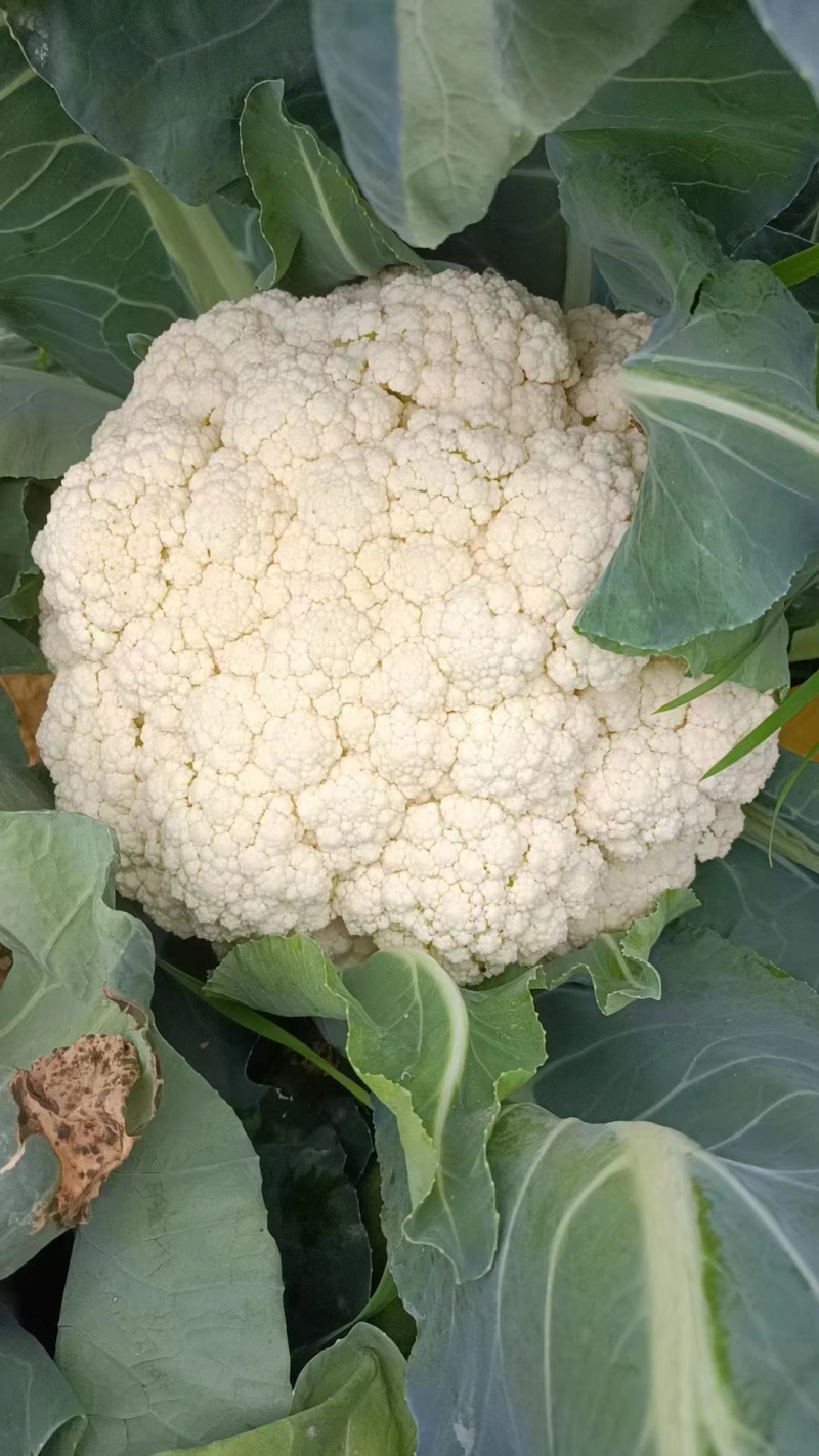 精品有机花菜大量上市价格不贵日出10万斤不用超市是电商批