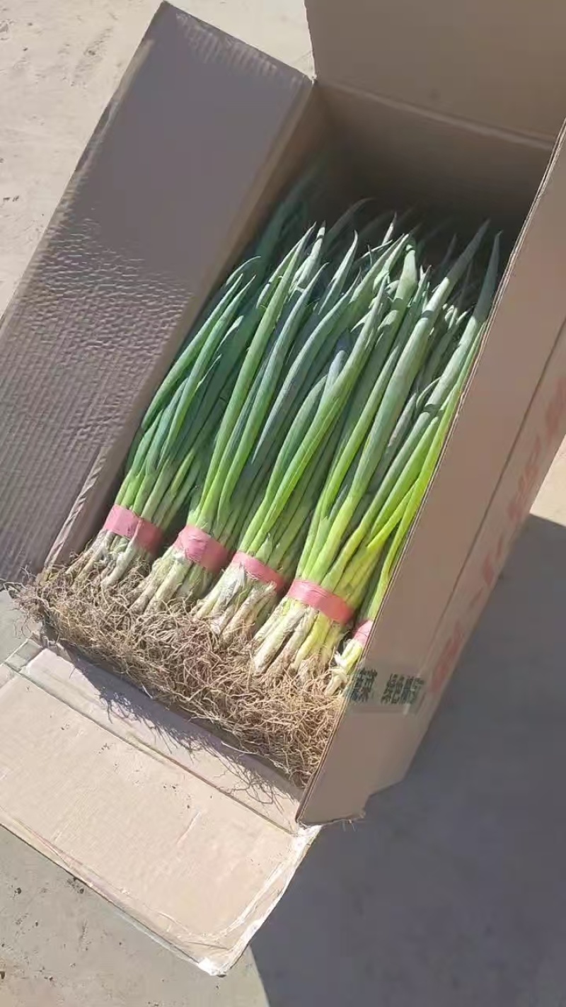 唐山姚王庄拱棚小葱大量上市，欢迎各位老板实地考察