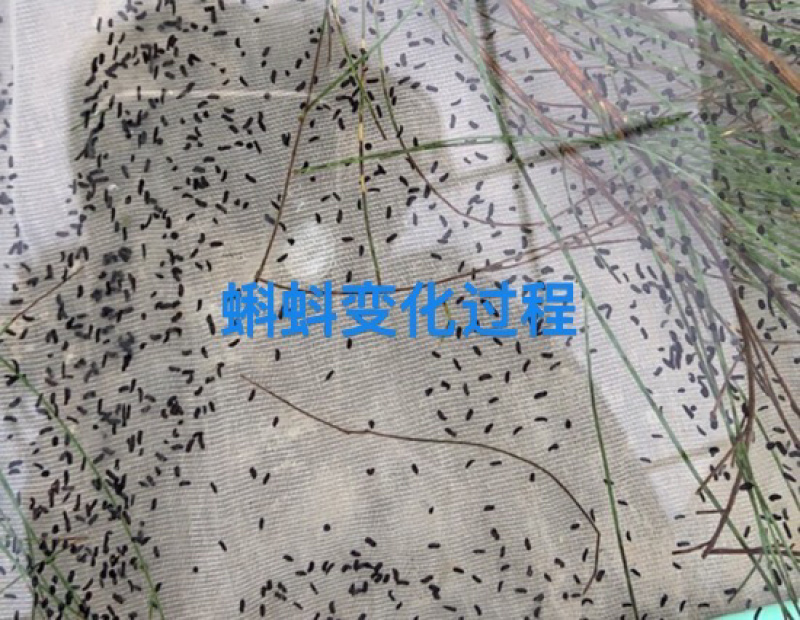 蛙苗蝌蚪苗水花苗0.7厘米左右牛蛙苗欢迎来电咨询