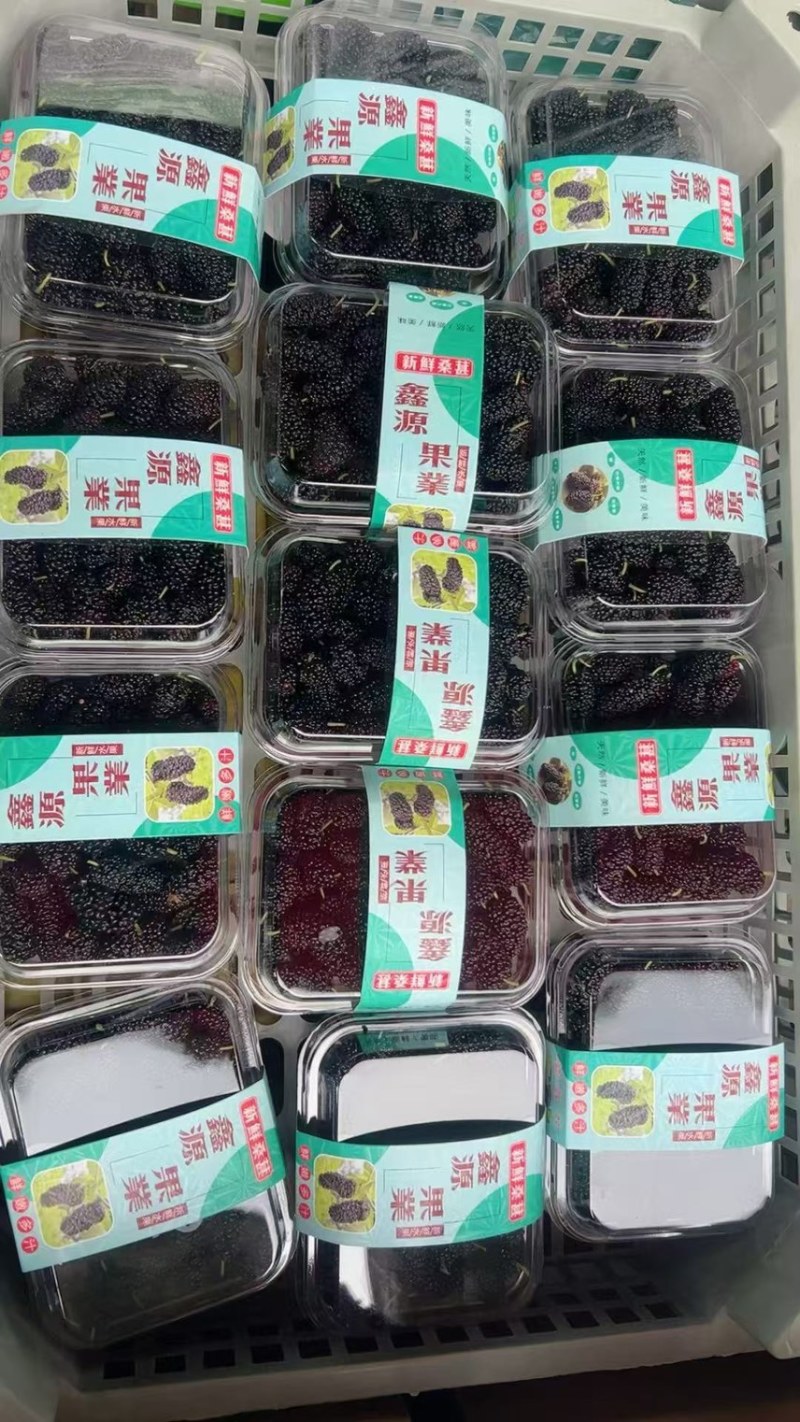 广东精品桑葚，果农精心打包装车发货，保质保量，稳定供货