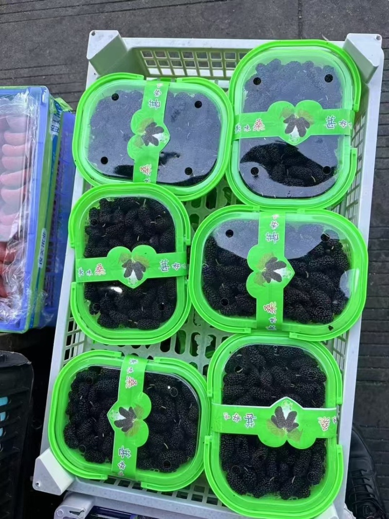 广东精品桑葚，果农精心打包装车发货，保质保量，稳定供货