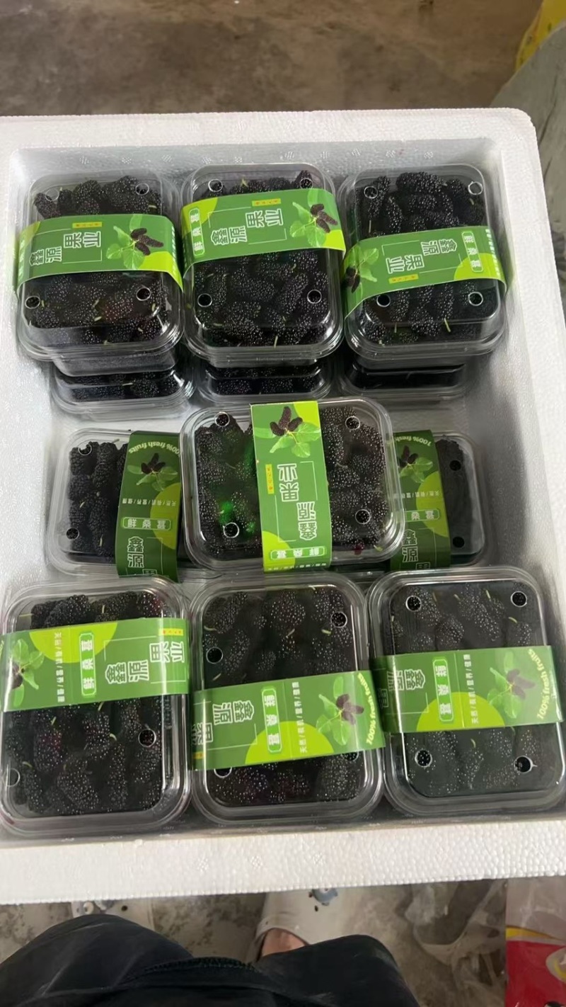广东精品桑葚，果农精心打包装车发货，保质保量，稳定供货
