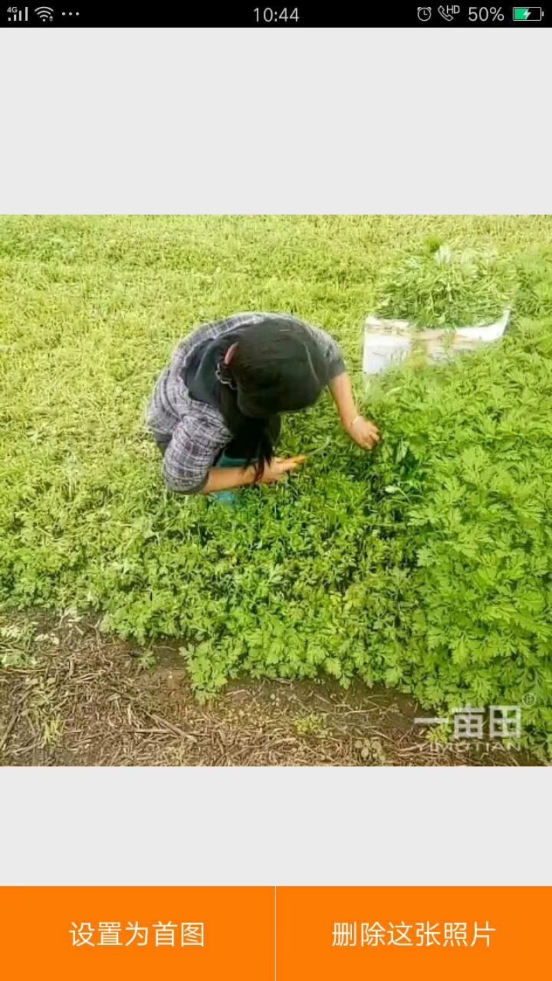 新鲜艾叶原产地，开年抢先上市，大量货源货源稳定供应！