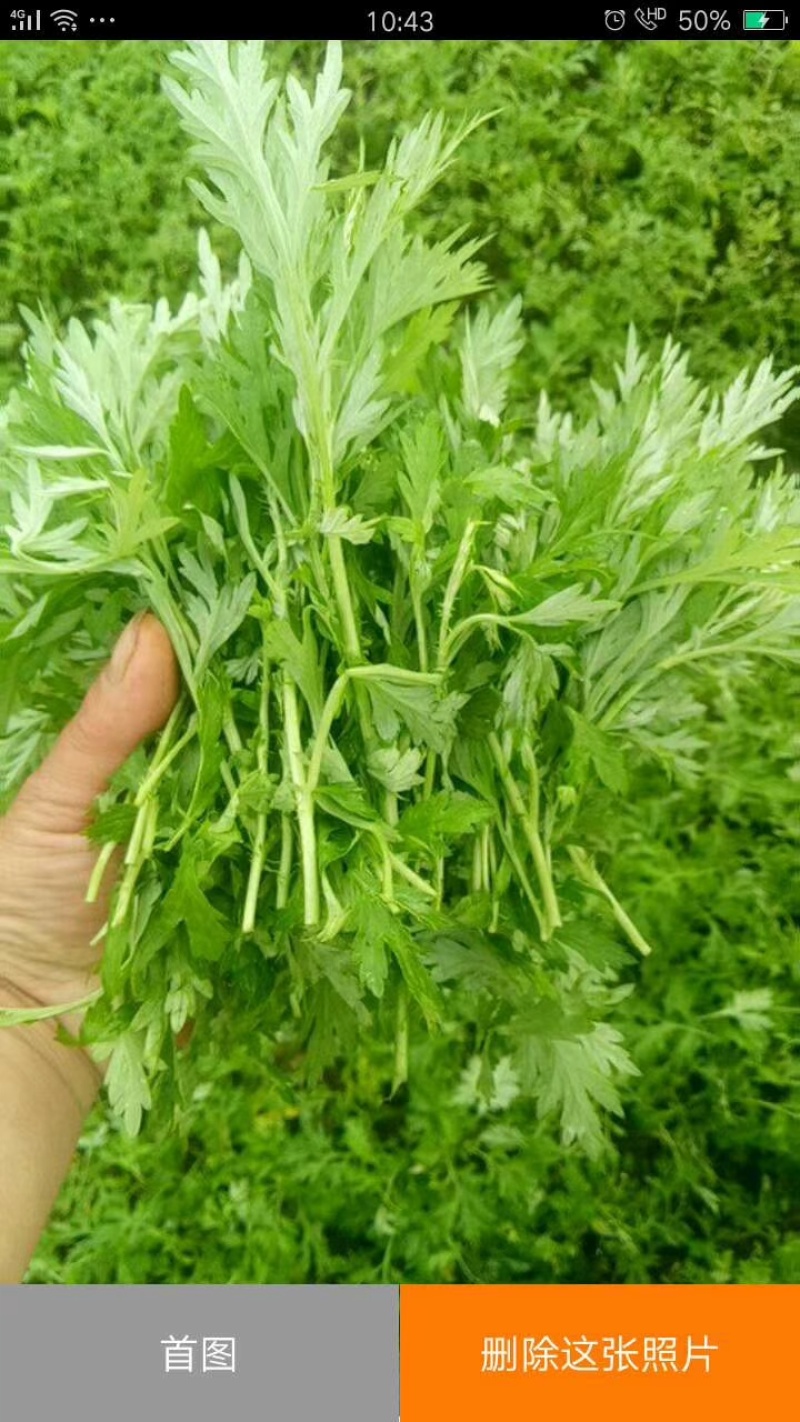 新鲜艾叶原产地，开年抢先上市，大量货源货源稳定供应！
