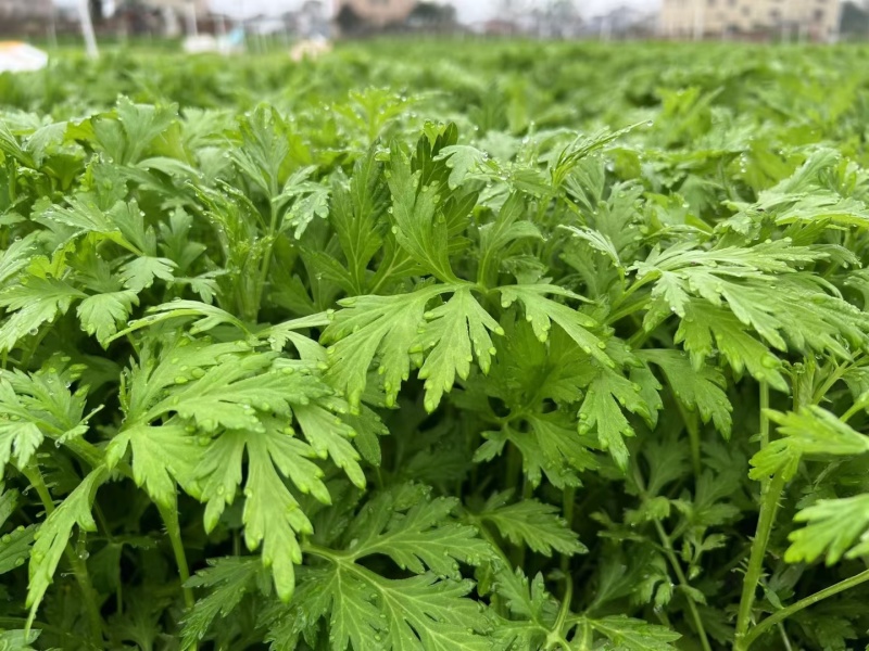 新鲜艾叶原产地，开年抢先上市，大量货源货源稳定供应！