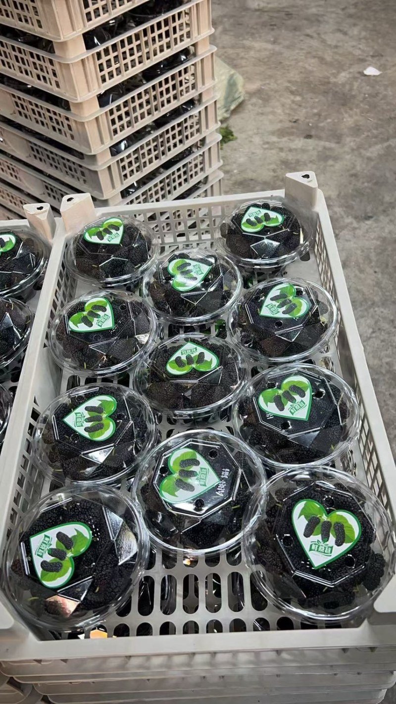 广东精品4~5cm桑葚大果,精心打包发货，欢迎下单咨询