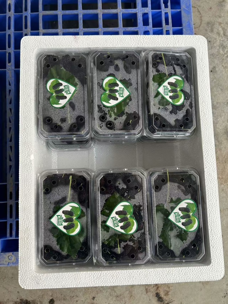 广东精品4~5cm桑葚大果,精心打包发货，欢迎下单咨询