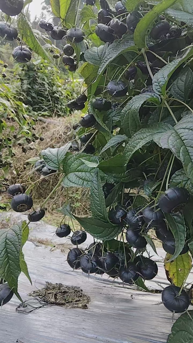 红果参全网低价