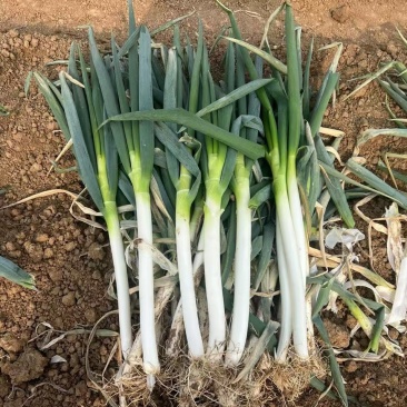 新野大葱，量大价优，保质保量，产地直发，欢迎咨询