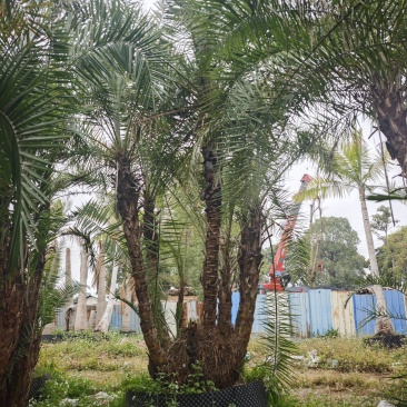 2502基地供应丛生海枣，多感海枣中东海枣，银海枣
