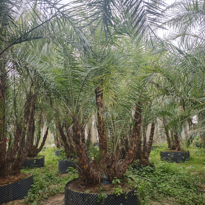 2502基地供应丛生海枣，多感海枣中东海枣，银海枣