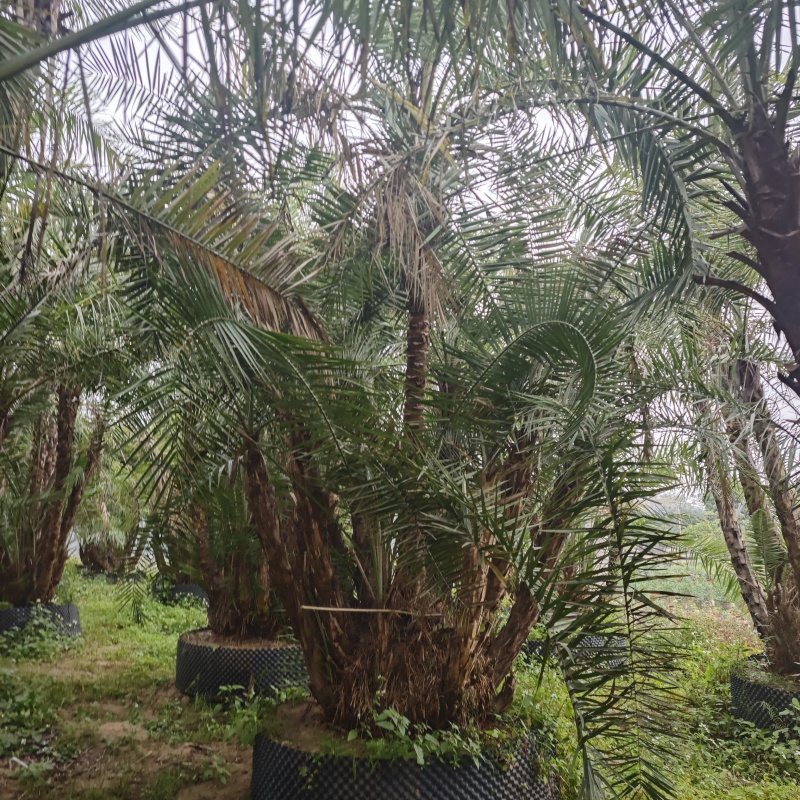2502基地供应丛生海枣，多感海枣中东海枣，银海枣