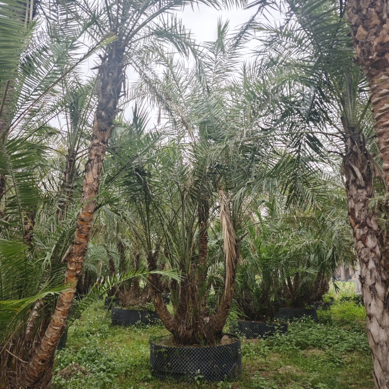 2502基地供应丛生海枣，多感海枣中东海枣，银海枣