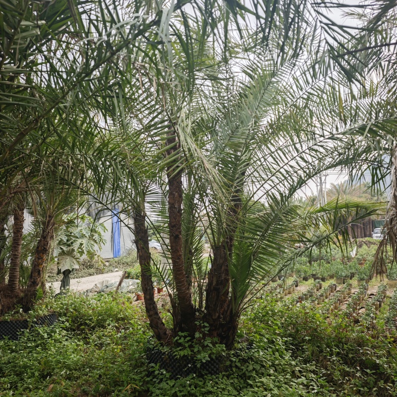 2502基地供应丛生海枣，多感海枣中东海枣，银海枣