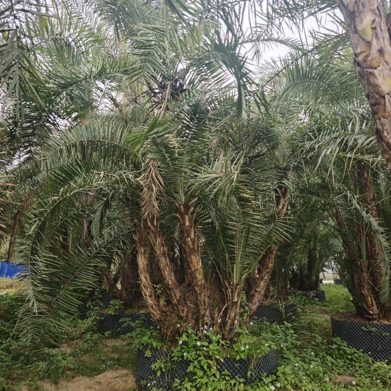 2502基地供应丛生海枣，多感海枣中东海枣，银海枣