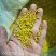 源头厂家桂林桂花干花桂花茶干桂花奶茶饼馅料糕点提取蜜酱