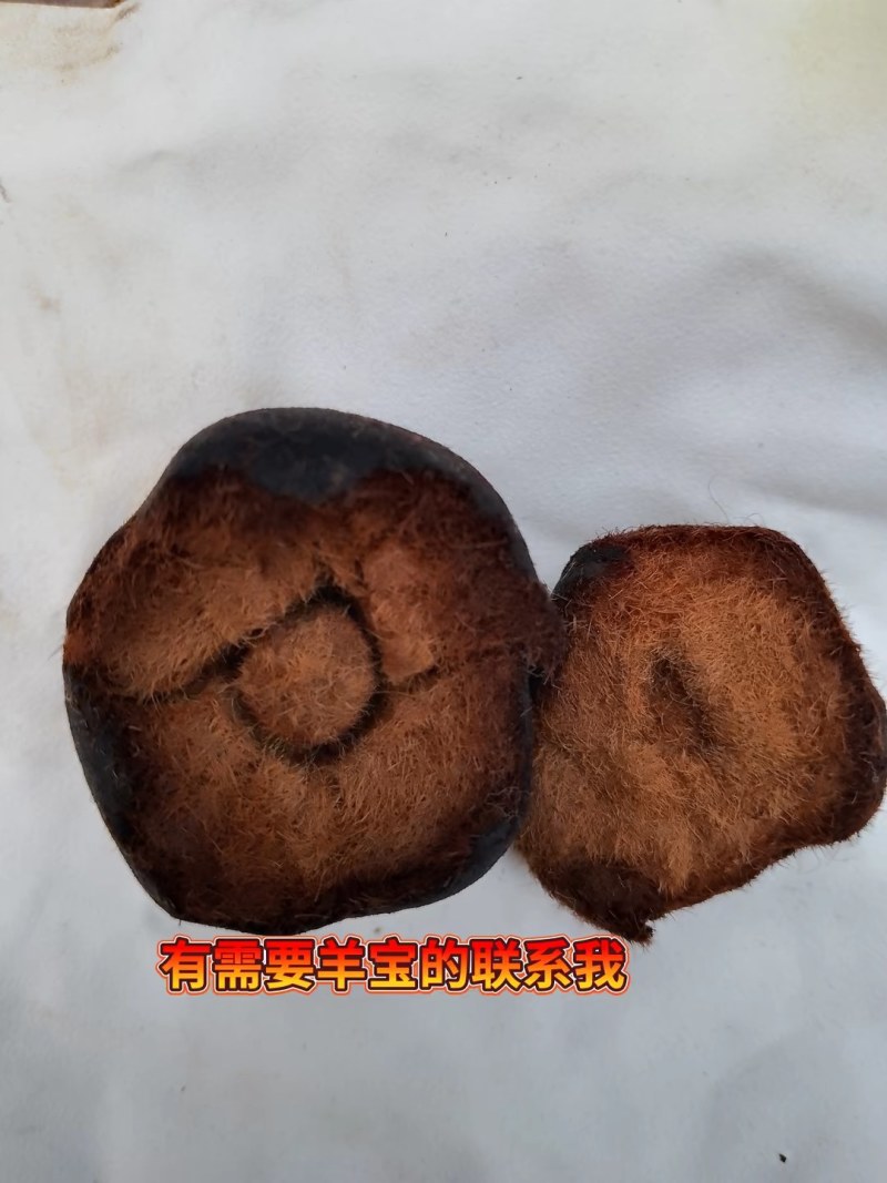 出售羊宝一颗