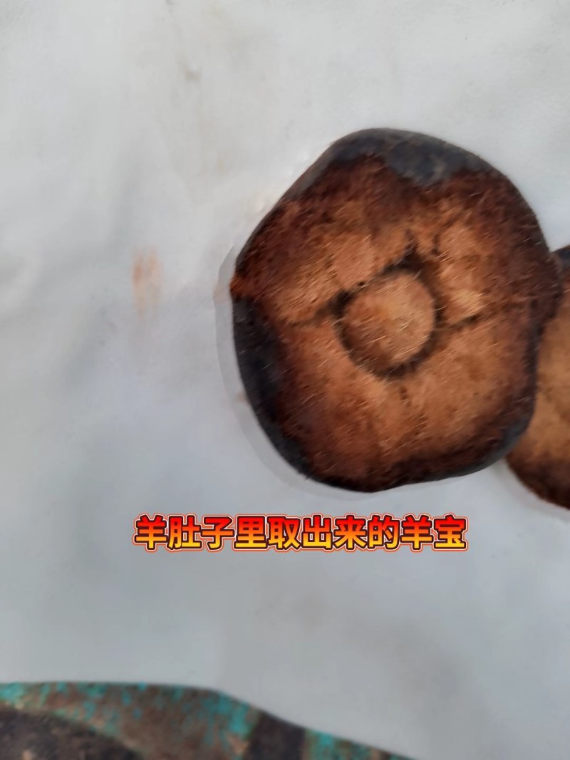 出售羊宝一颗