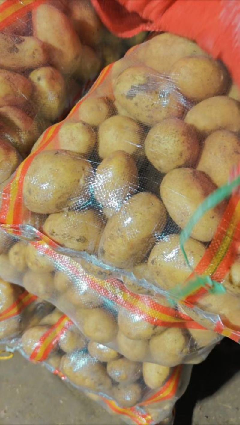 内蒙土豆大量整车发货全国各地