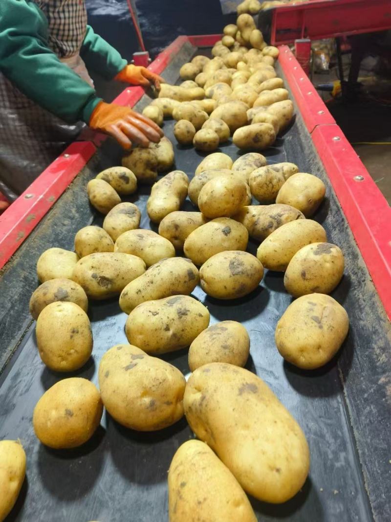 内蒙土豆大量整车发货全国各地