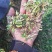 小龙胆草利胆草