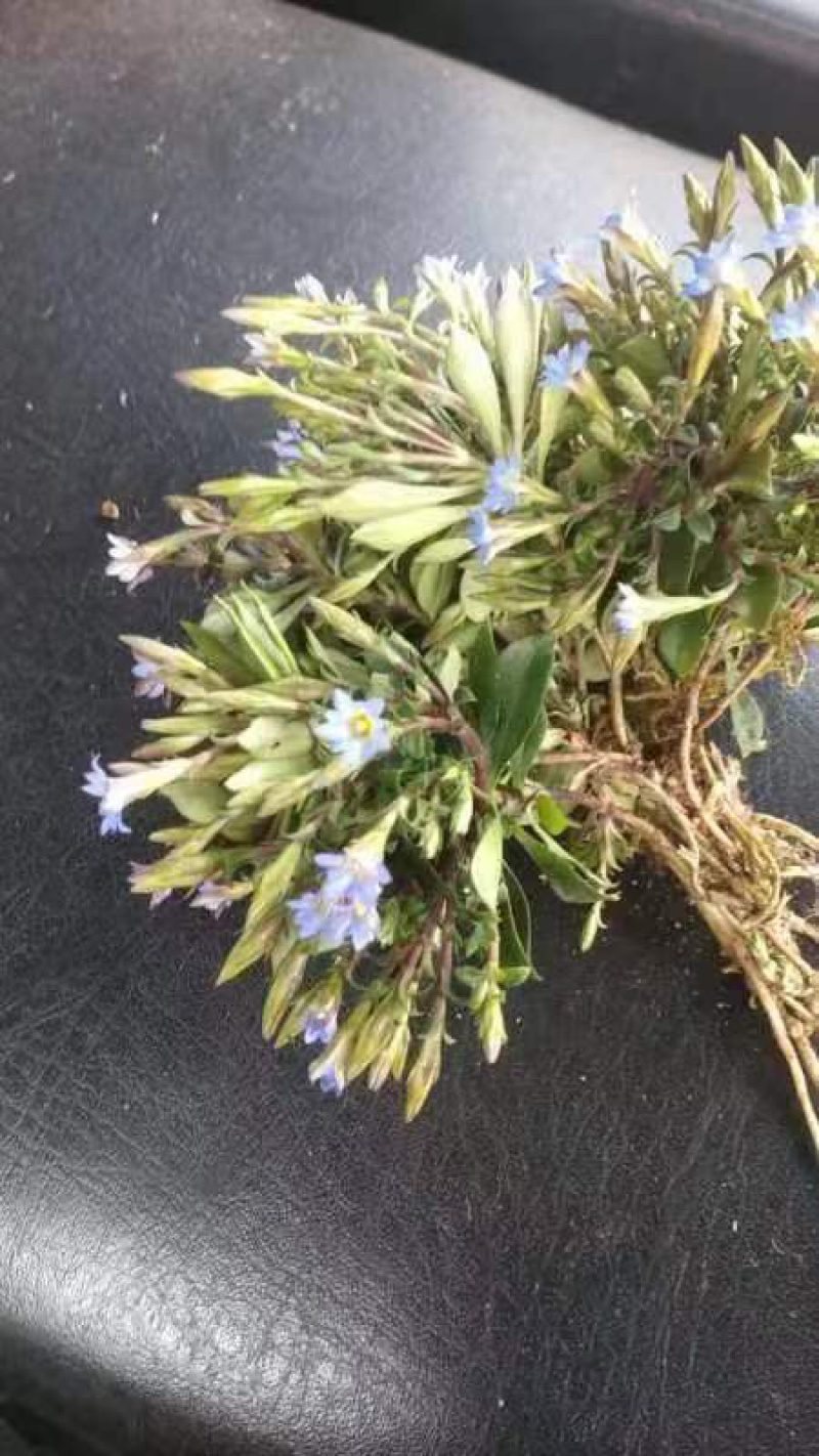 小龙胆草利胆草