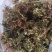 小龙胆草利胆草