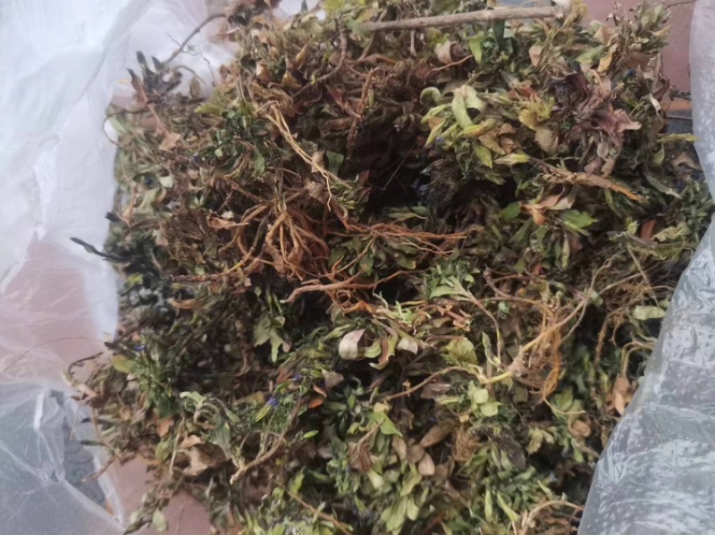 小龙胆草利胆草