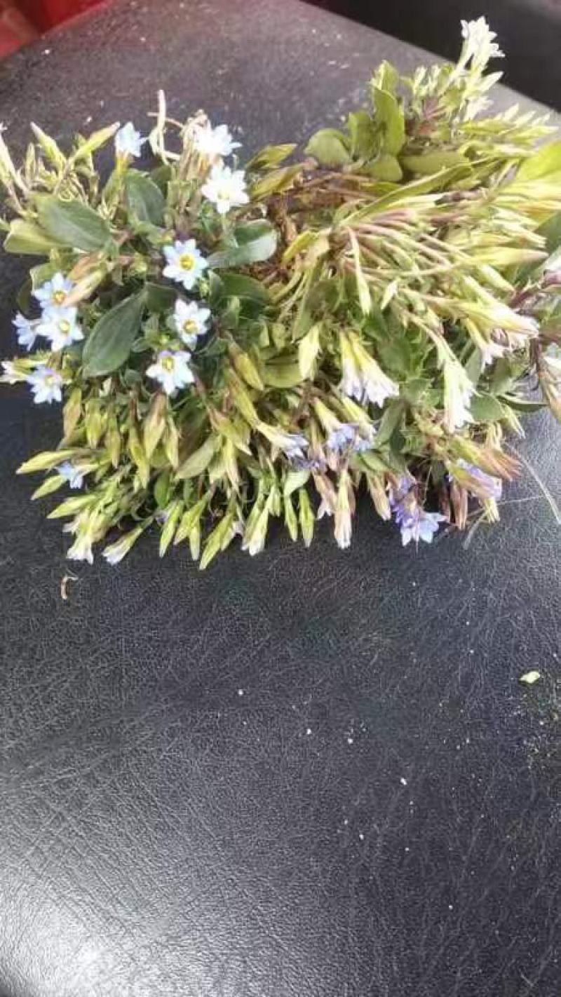 小龙胆草利胆草