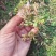 小龙胆草利胆草