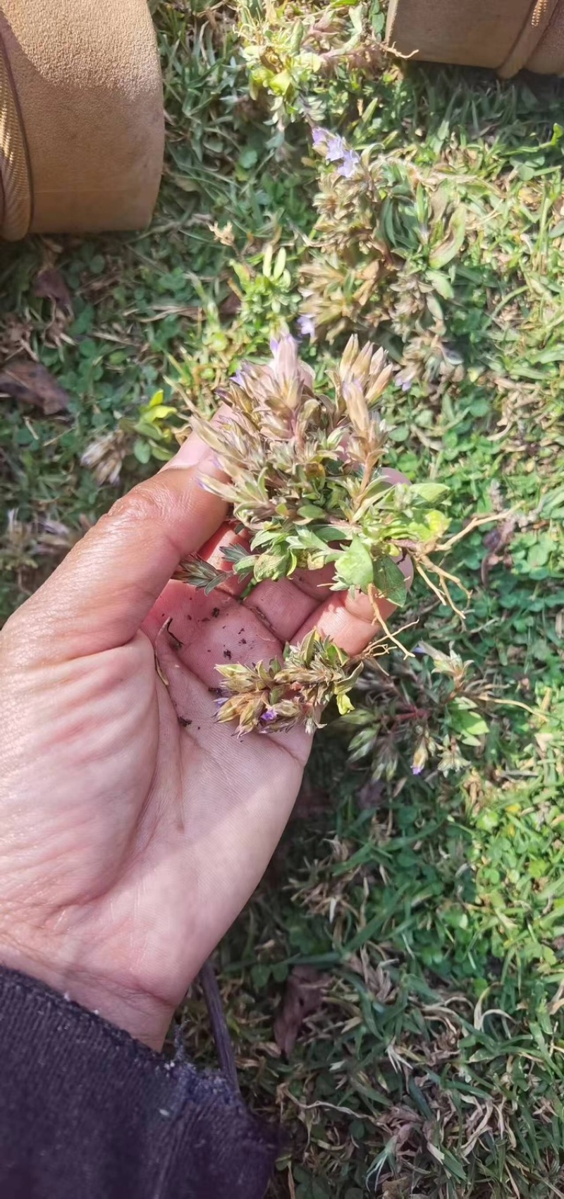 小龙胆草利胆草