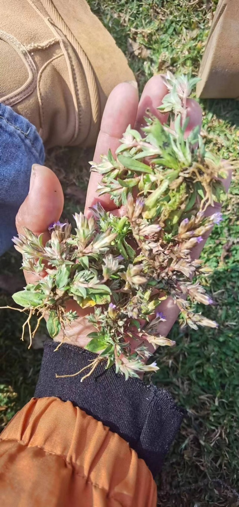 小龙胆草利胆草