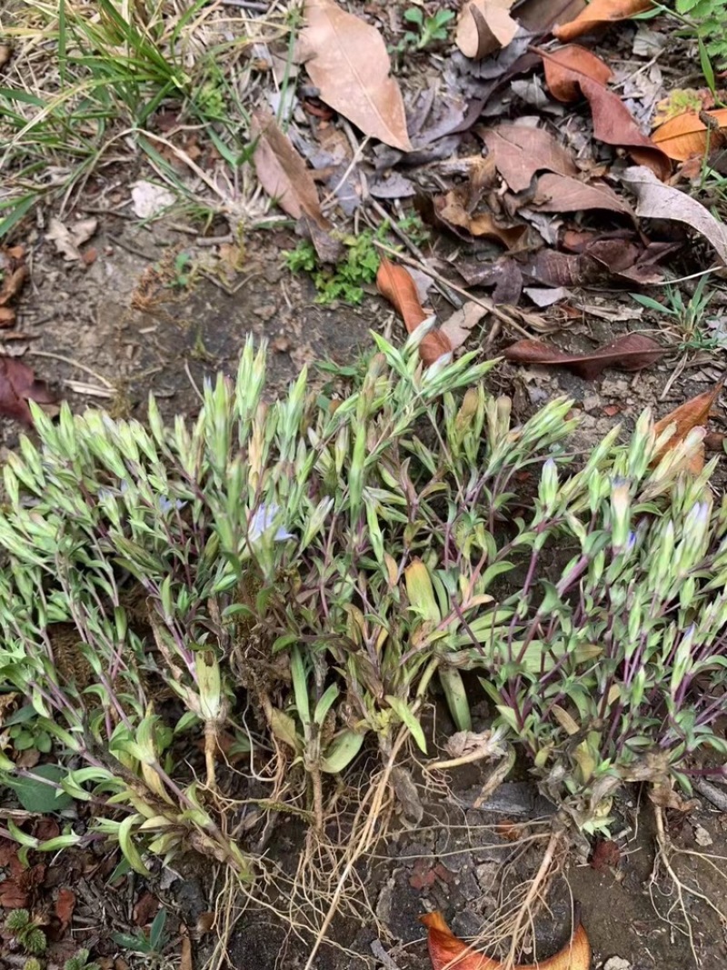 小龙胆草利胆草