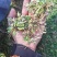 小龙胆草利胆草