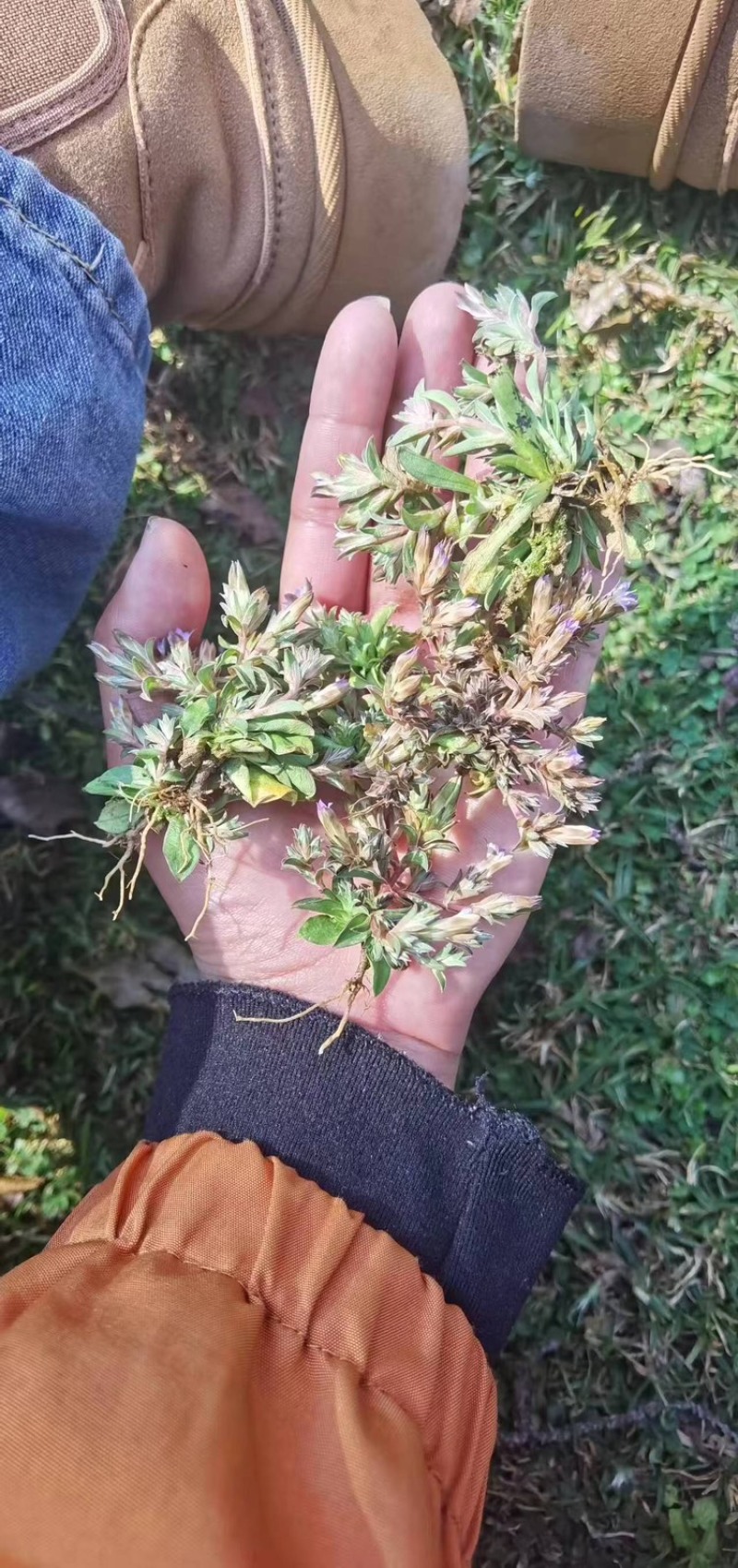 小龙胆草利胆草