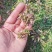 小龙胆草利胆草