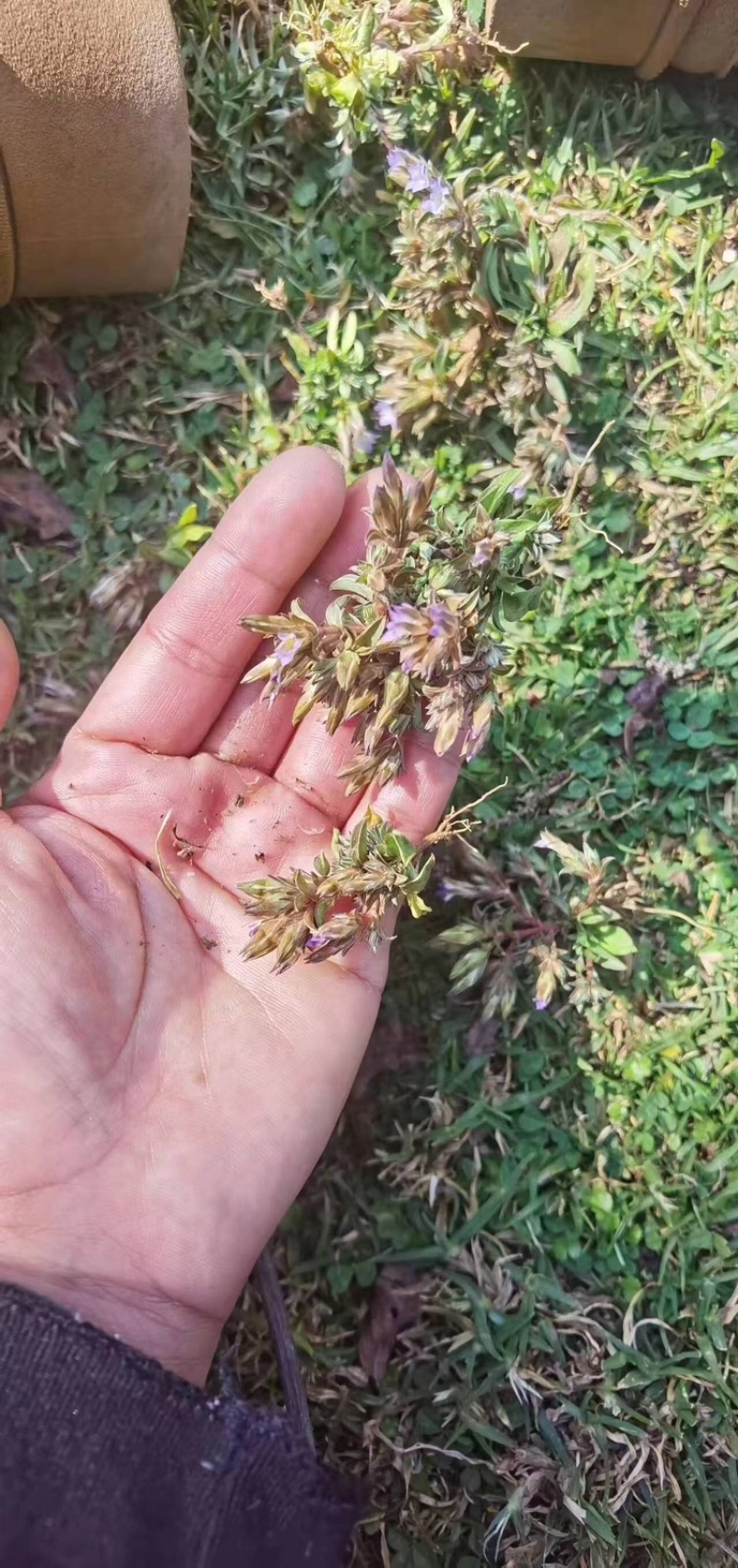 小龙胆草利胆草